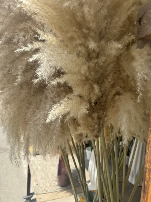 Сухоцветы Камыши