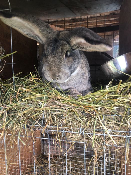 Iepurasi diferite varstre