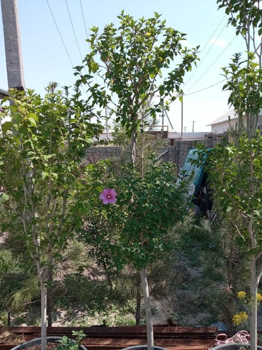 Дезинфекция территории хим.оброботка посадку цветов и деревьев