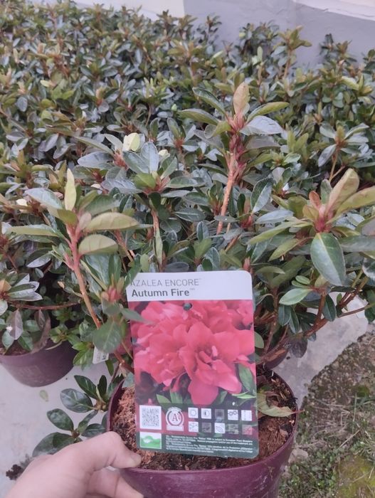 Азалия, Магнолия, Глициния Голубика