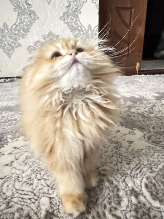 Мушук,пишак,котёнок