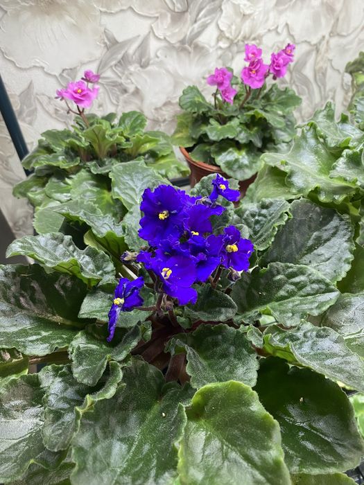 Фиалочки недорого