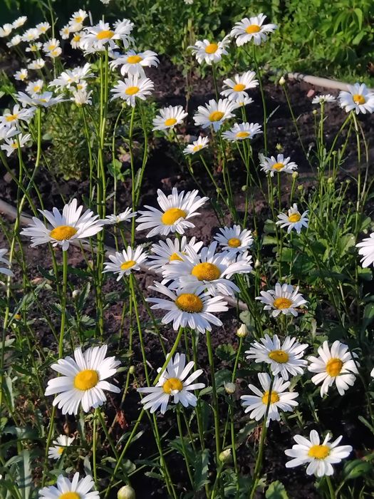 Продам дачу в с/о Борки