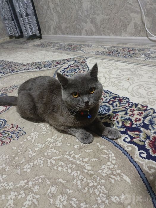 nasil olishga british shothair zotli mushuk