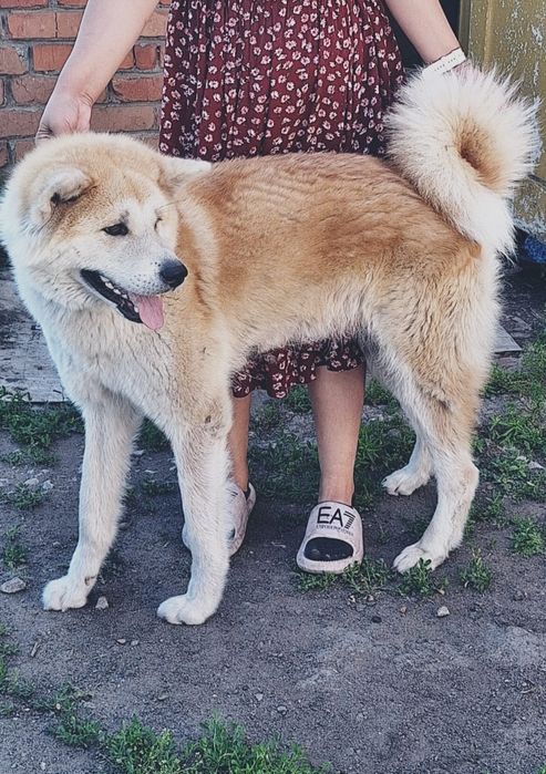 Щенки японской Акита ину