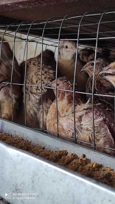 Яйцо перепелиное инкубационное