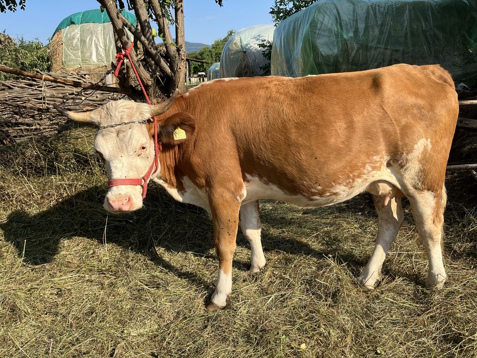 Vand junica la prima fatare Valea Sibiciului • OLX.ro