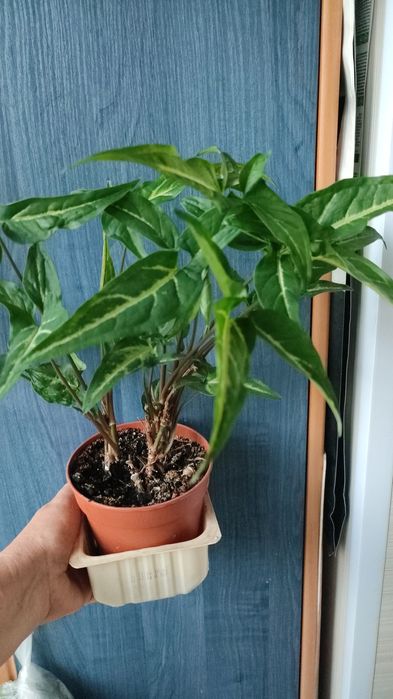 Сингониум ушковидный