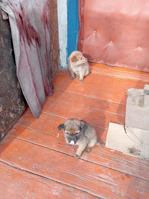 Отдам щенков в хорошие руки