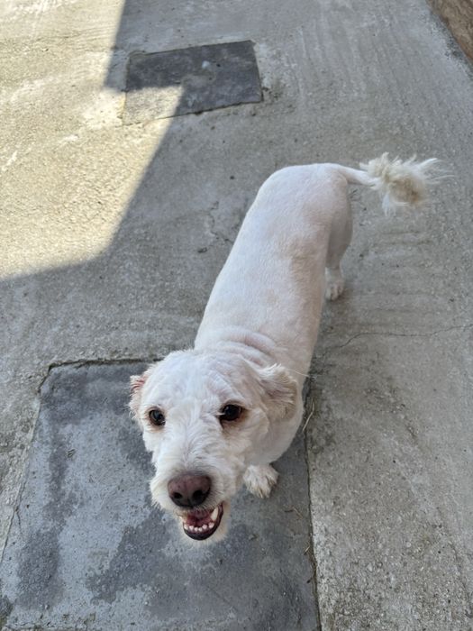 Tuns caini la domiciu