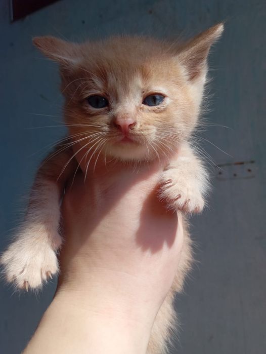 Отдам котят в добрые руки.