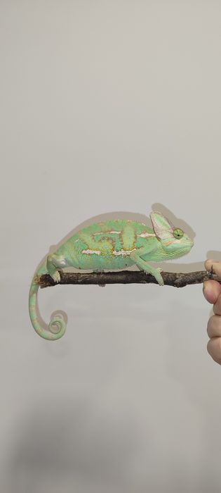 Йемемски Хамелеон / Chamaeleo calyptratus