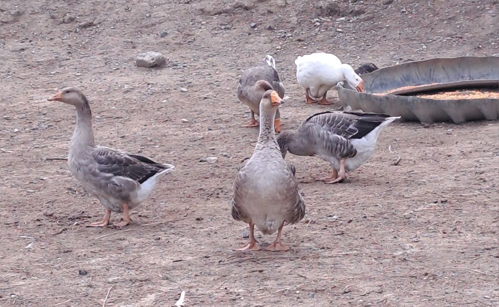Gaste românești tinere