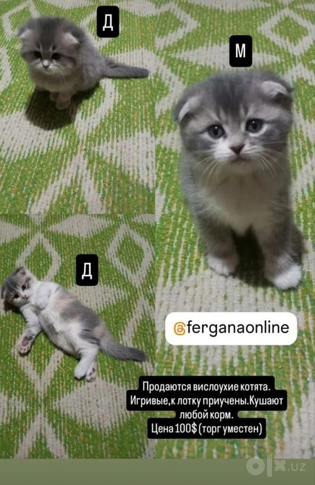 Продаётся котята
