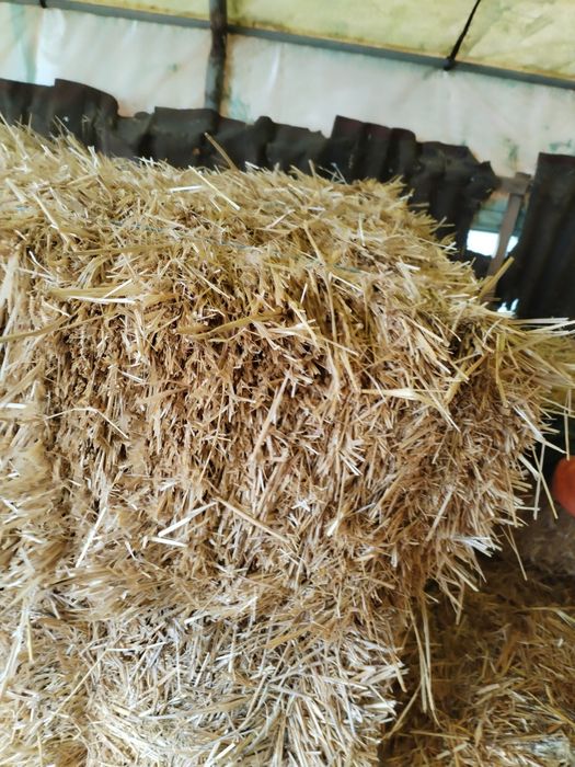 Vând baloti de paie