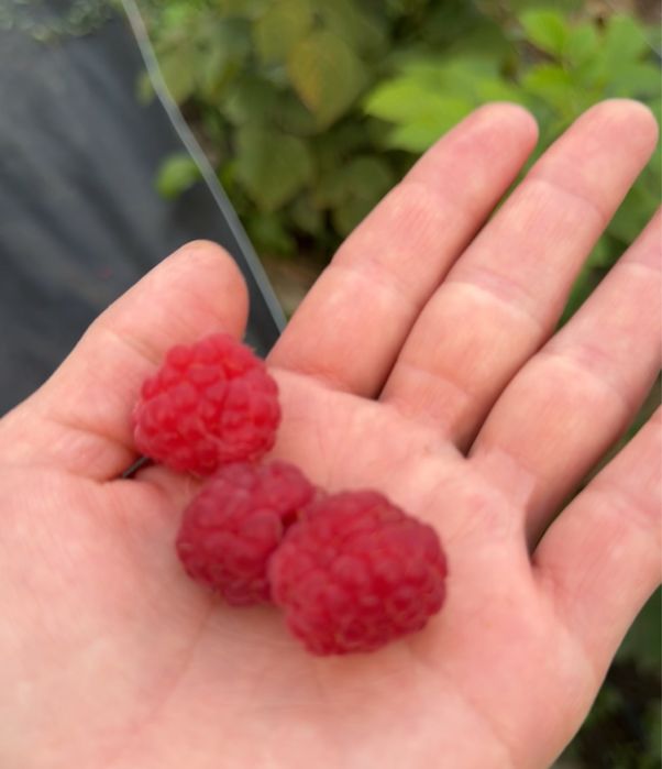 Саженцы малины . Сорт полька .