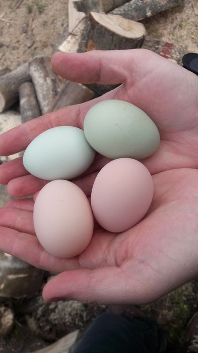 Vând familii de găini Araucana care produc oua verzi fără colesterol