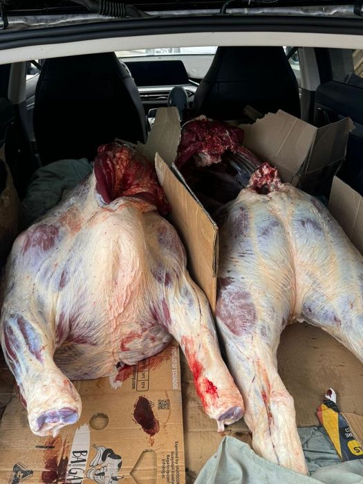 Продам соғым КРС подсос