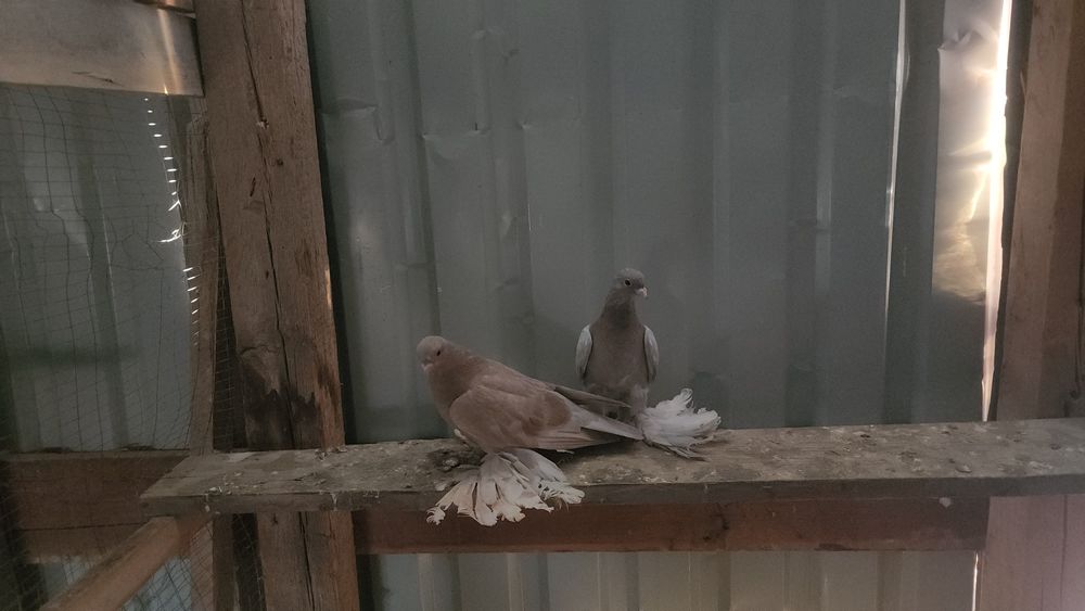 Продаются голуби