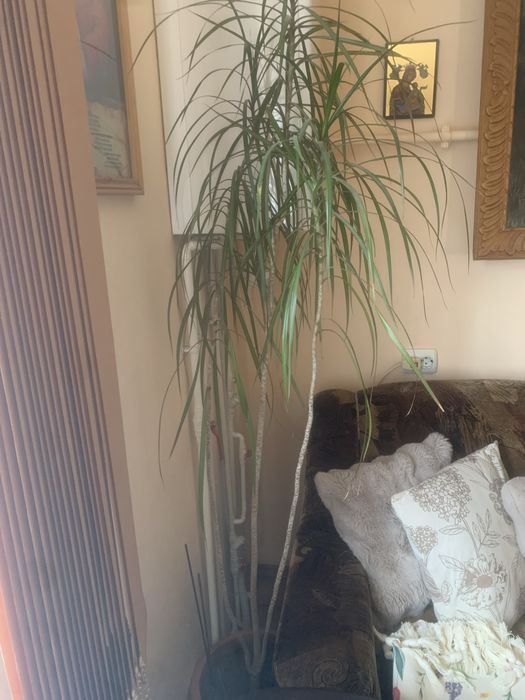 Floare Dracaena ,ghiveci