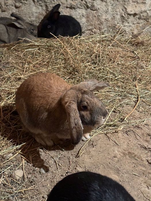 Кояндар сатылады