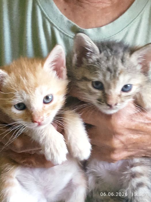 Продам котят 2 месяца ! Британцы корткошерстные.