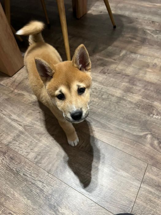 Шиба Ину момченце