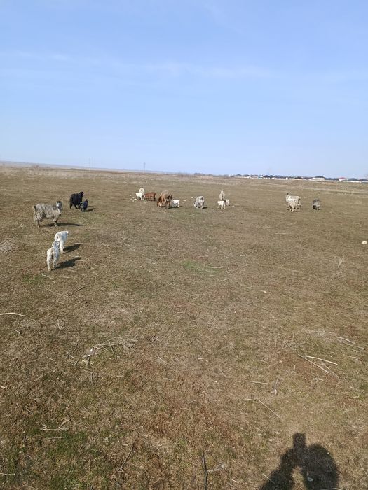 Ешкілер сатылады