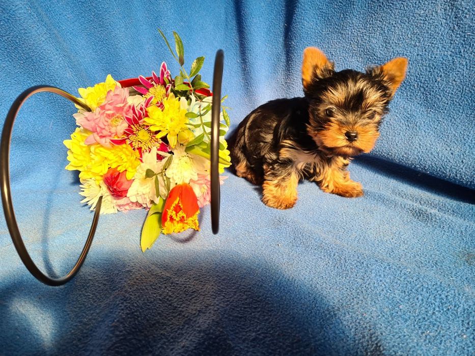 Отличный подарок щенки Йорка