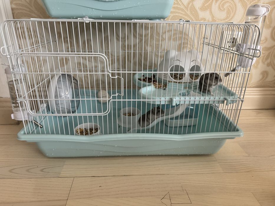 Продам 2 хомяка 1 девочка 1 мальчик