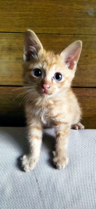 Отдам котят мальчики и девочки
