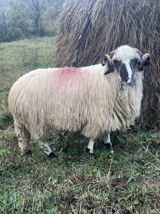 Mior de vanzare in ultima poza mama lui