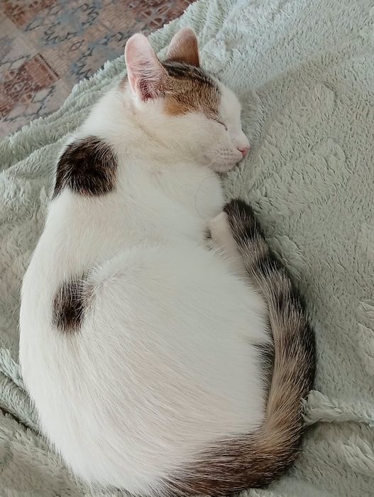 Очень ласковый котёнок