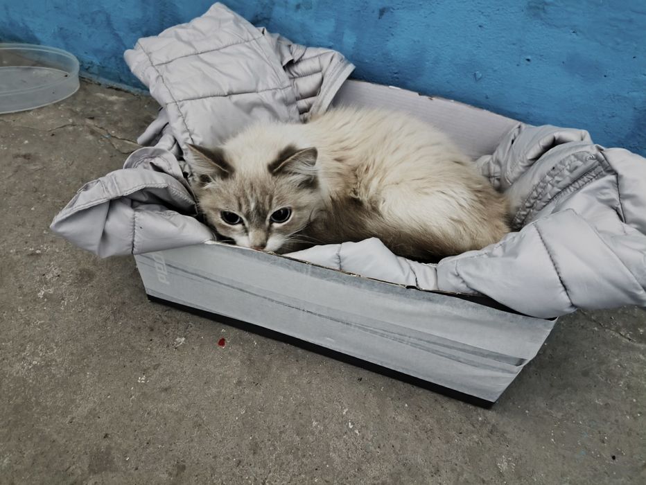 Отдам в добрые руки
