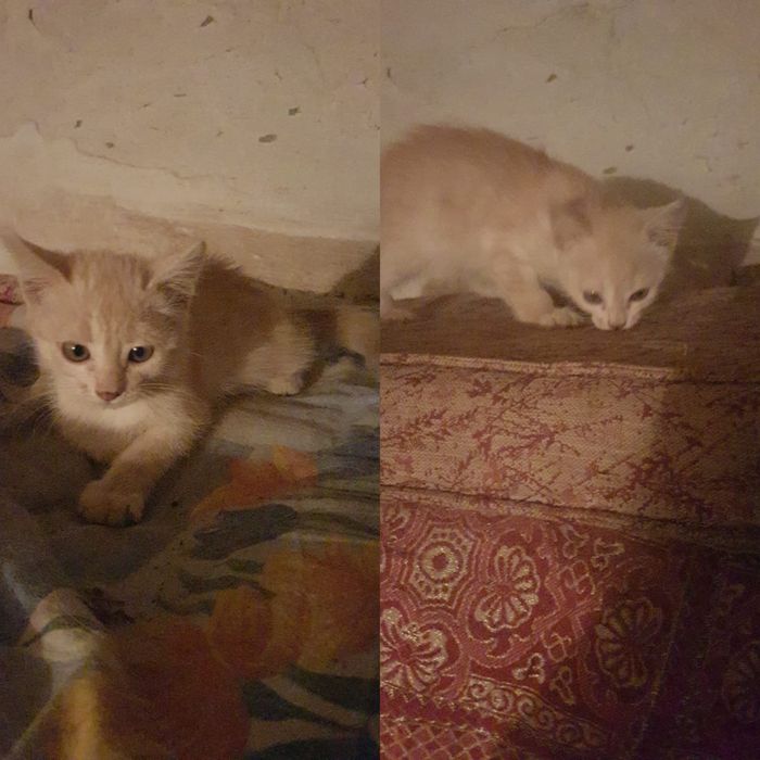 Отдам в добрые руки