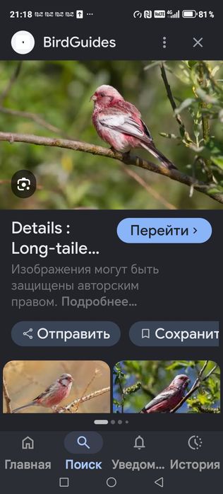 Продам птицу певчую