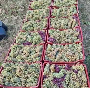 Vând Struguri De vin