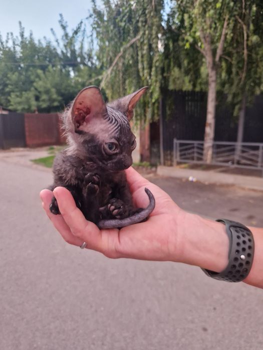 Продам котёнка полукровка