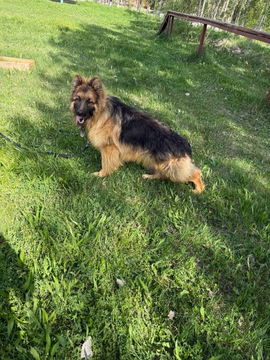 Немецкая овчарка чистакровный с паспортом