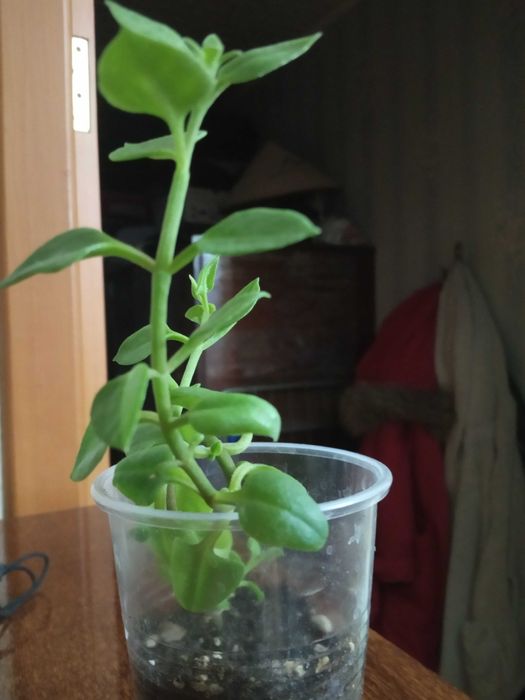 Домашнее растение