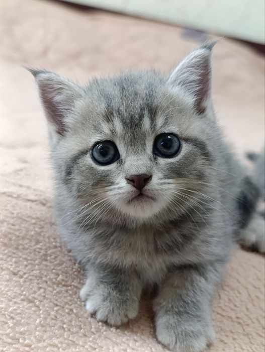 Продаётся Британский кот