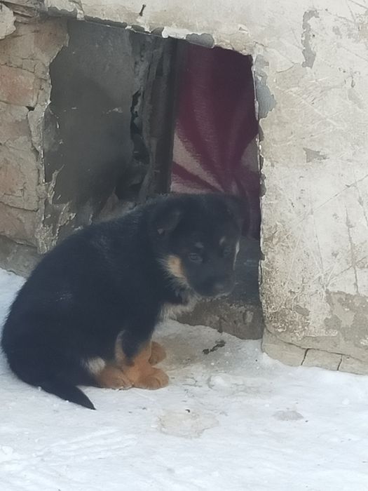 Щенки Немецкой овчарки