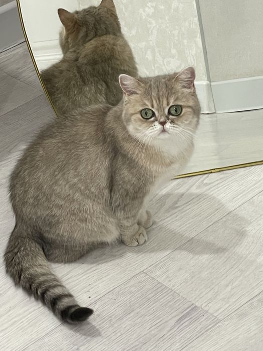 Отдам кошку британку окрас шиншилла