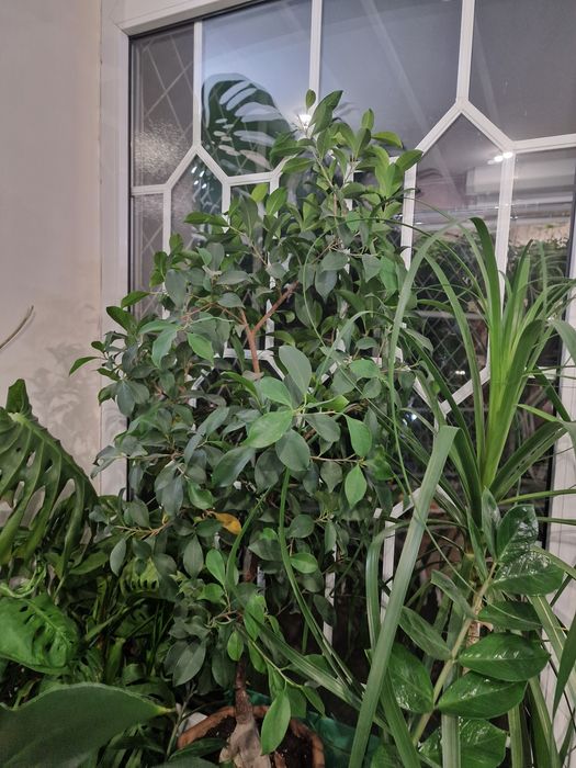 Комнатные растения