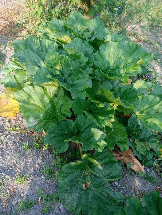 Vând tijă (tulpină)de rabarbură pentru dulceață și  tarcăn