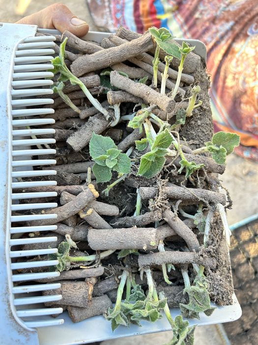 Павдовния тамыры, черенки