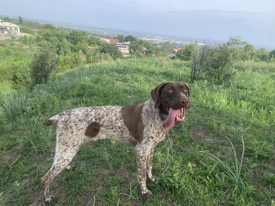 Курцхар продается