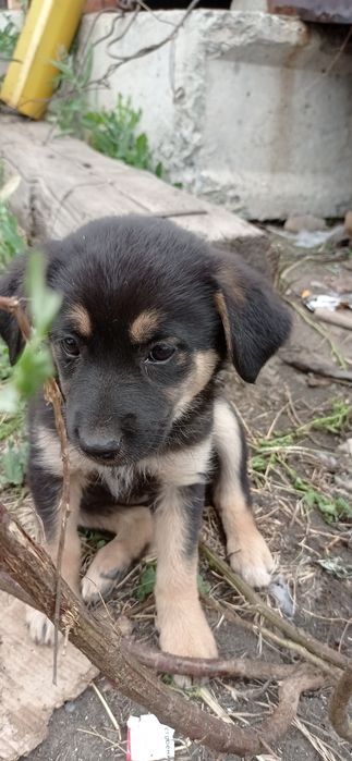 Собачки ищут хозяина