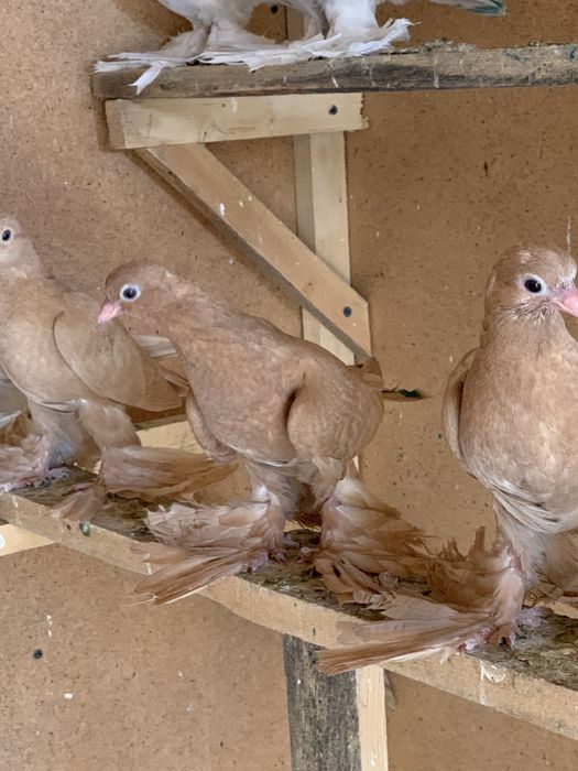 Продам голубей