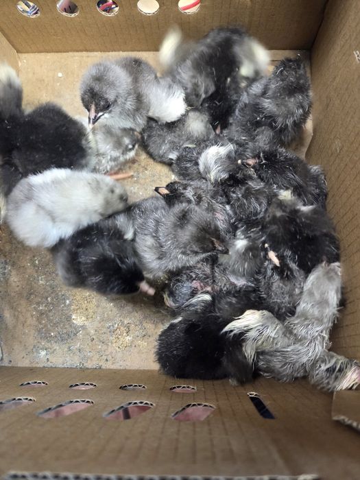 Pui de marans NCC/ BCC